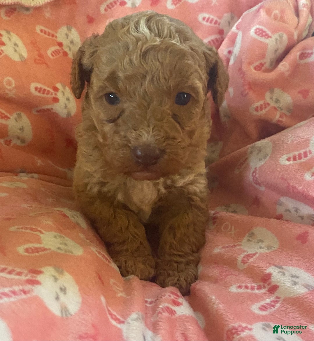 Mini Goldendoodle dogs for sale: Lula - Ad 1