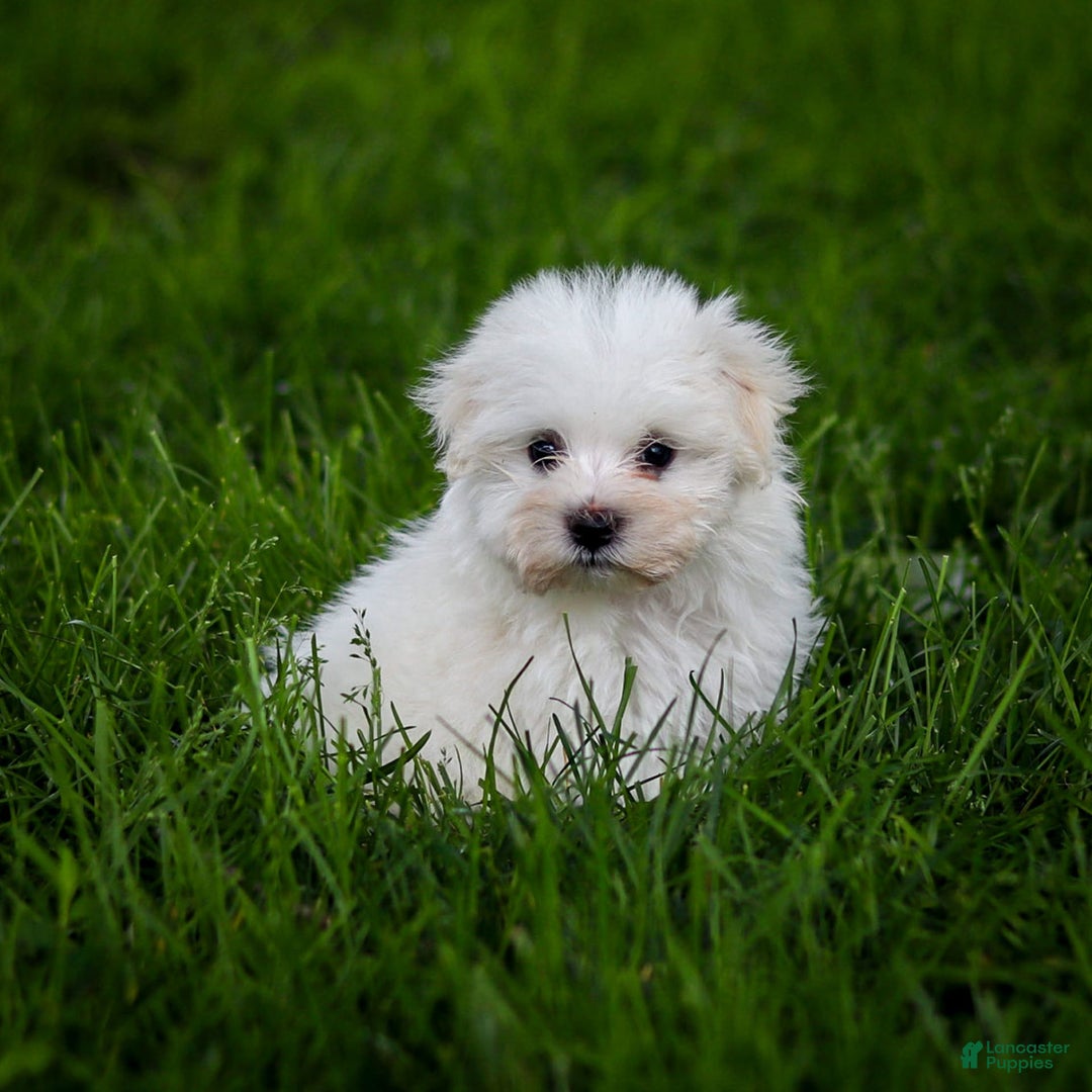 Maltese dogs for sale: Sterling - Ad 14