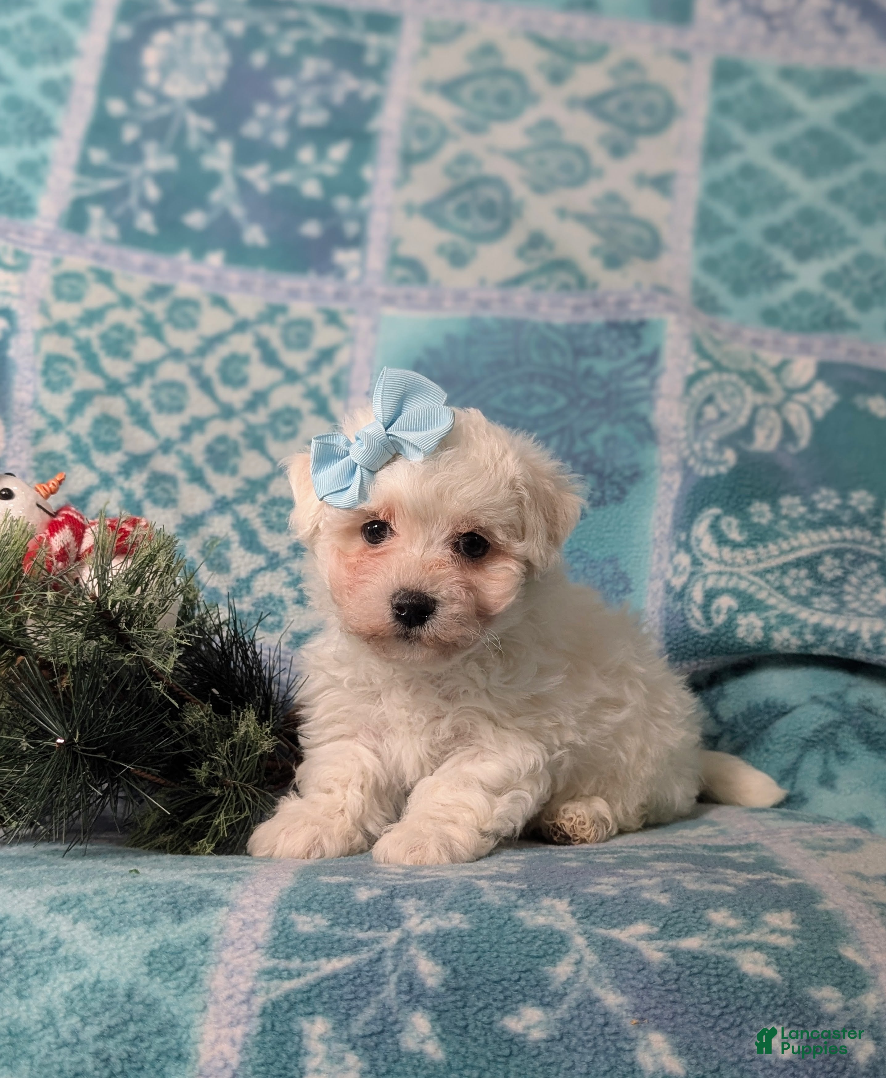 Bichon Frise dogs Carlotta - Ad 2