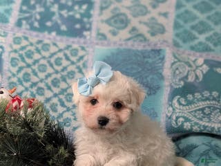 Bichon Frise dogs Carlotta - Ad 12