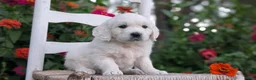 Golden Retriever dogs for sale: Bitsy - Ad 9