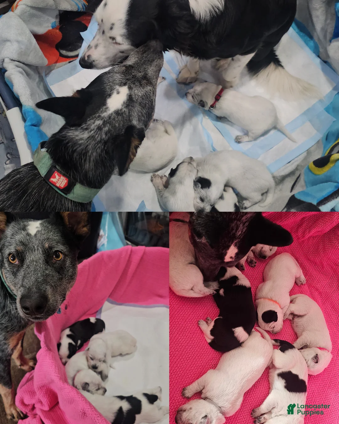 Mixed Breed dogs for sale: Mixed Breed Puppy 7 - Ad 12