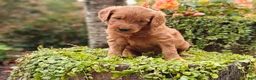 Goldendoodle dogs for sale: Latte - Ad 4