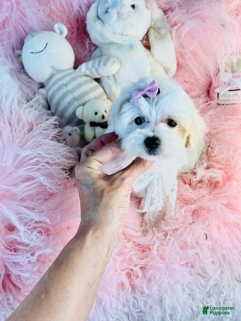 Maltese dogs Maltese  - Ad 16