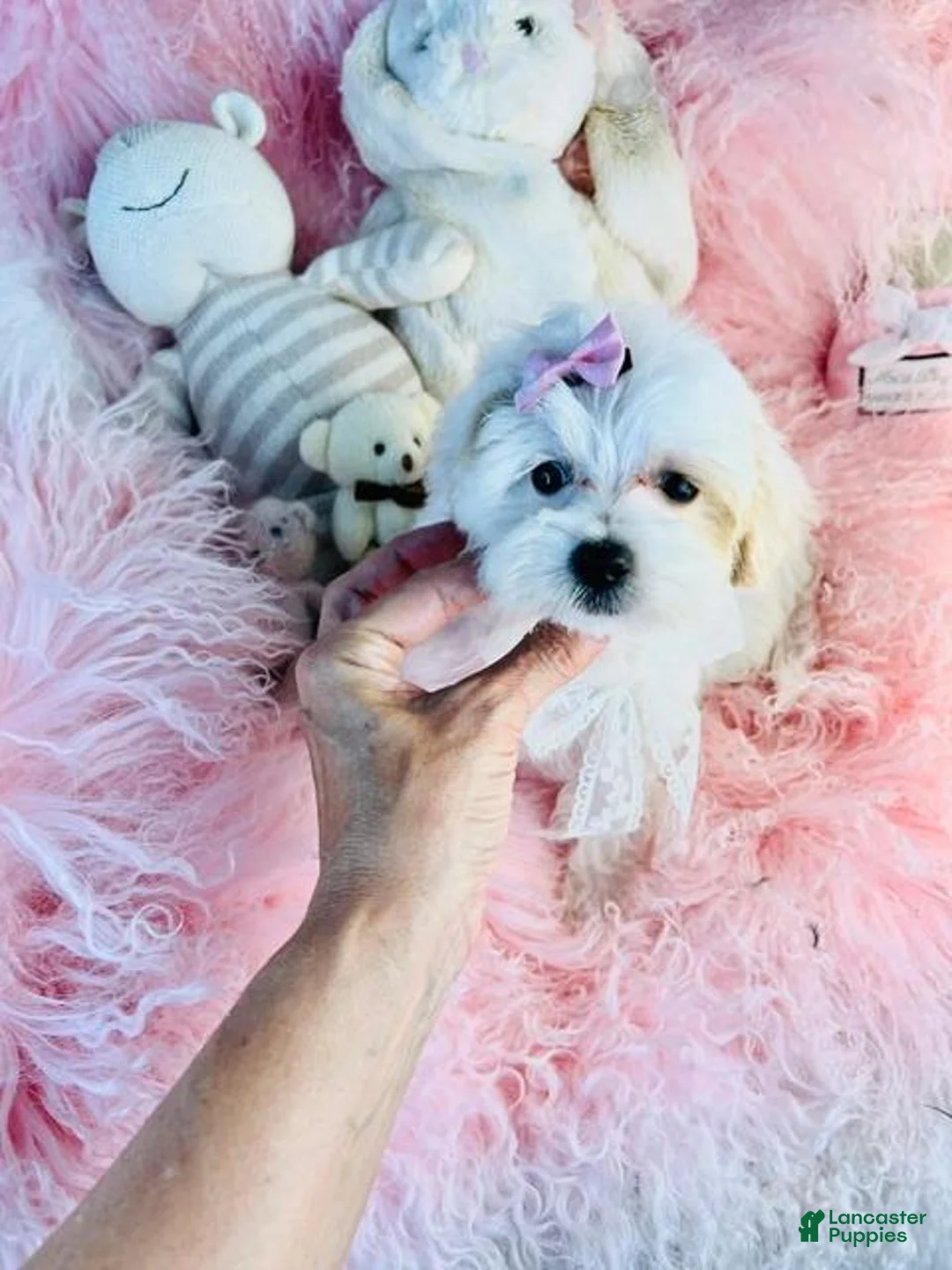 Maltese dogs for sale: Maltese  - Ad 1
