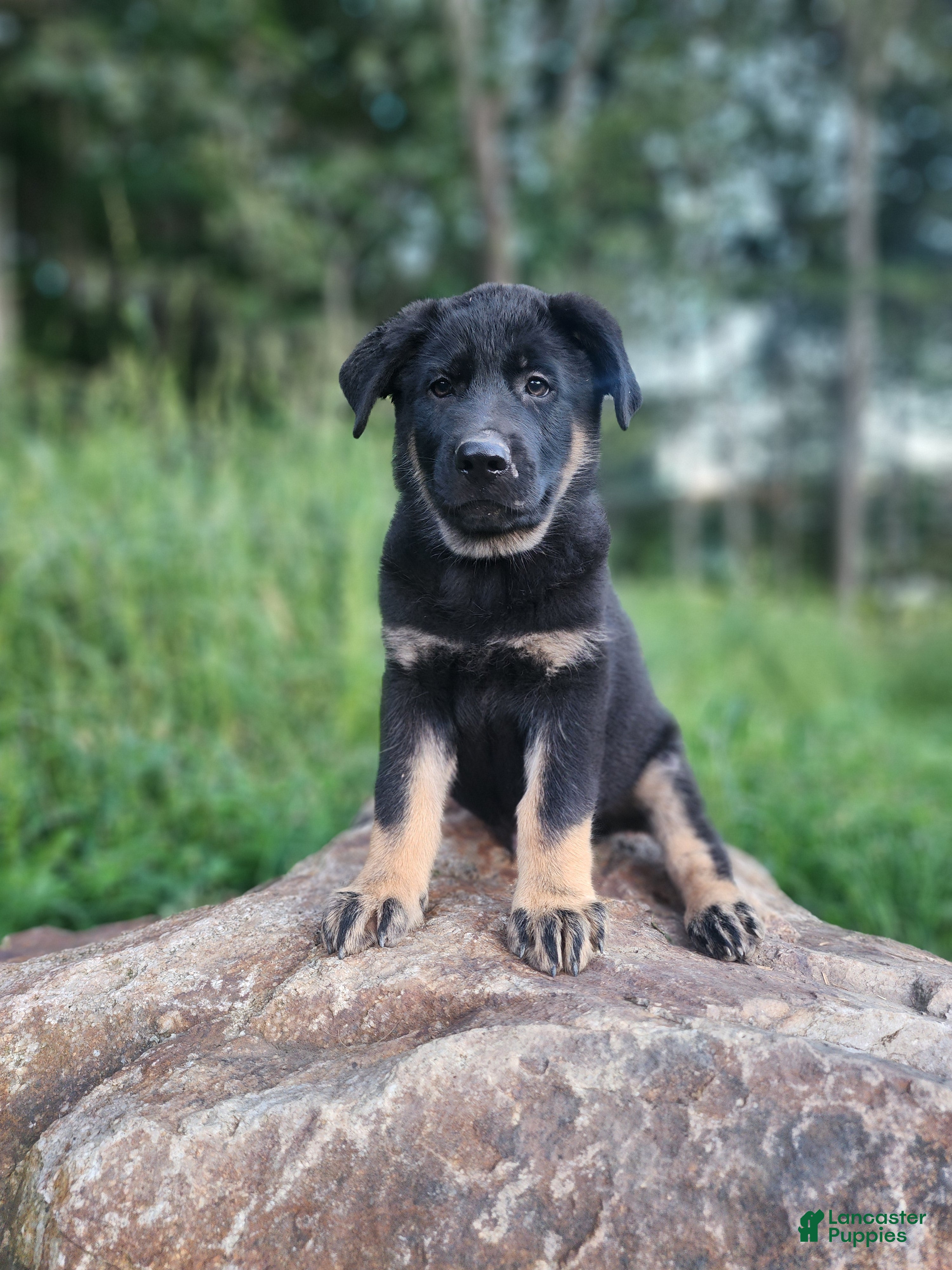 German Shepherd dogs  Tar - Ad 1
