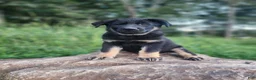 German Shepherd dogs for sale:  Tar - Ad 10