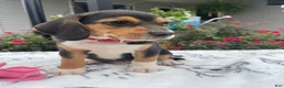 Beagle dogs for sale: Copper - Ad 3