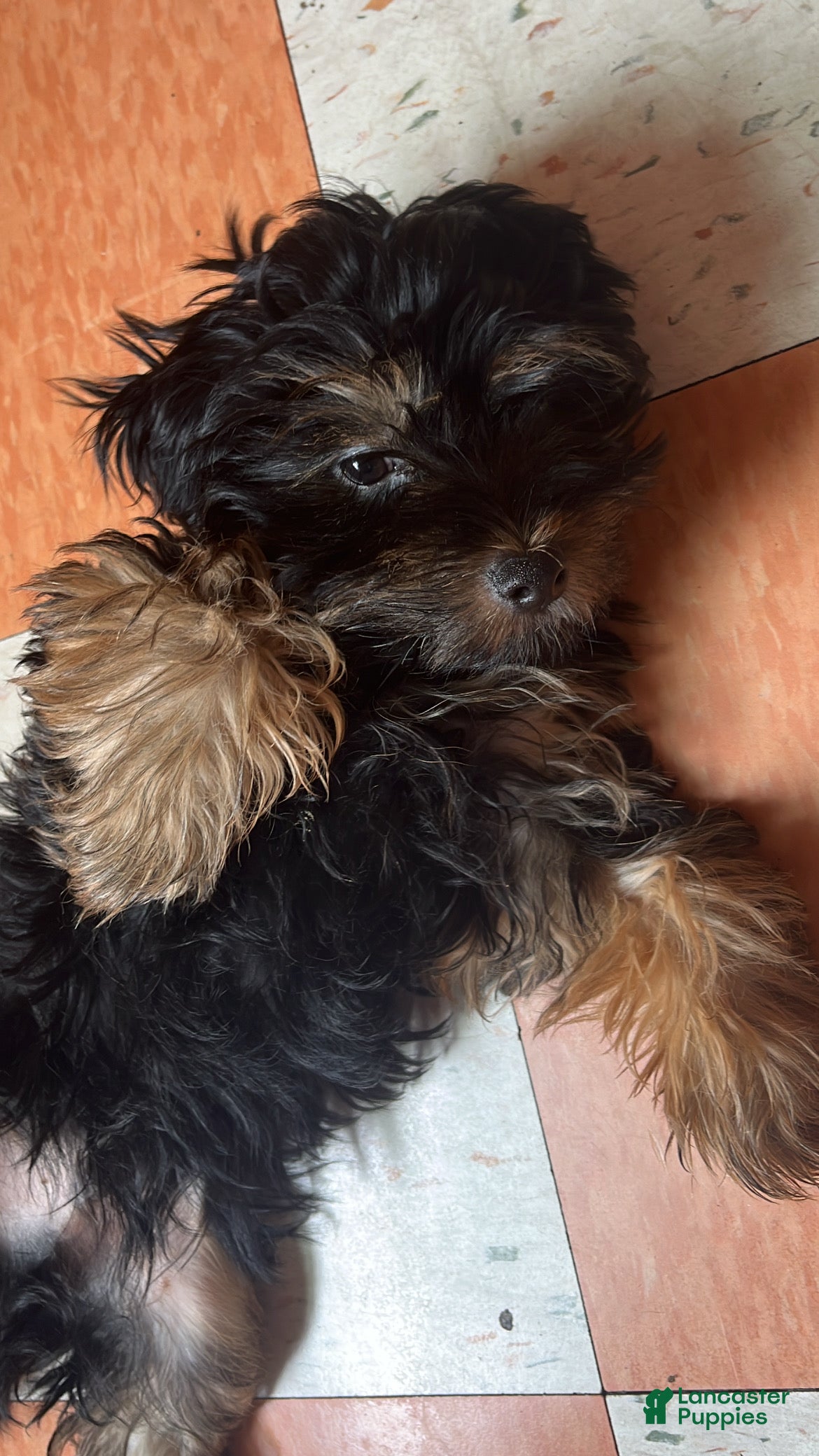 Yorkshire Terrier dogs Yorkshire Terrier 1 - Ad 2