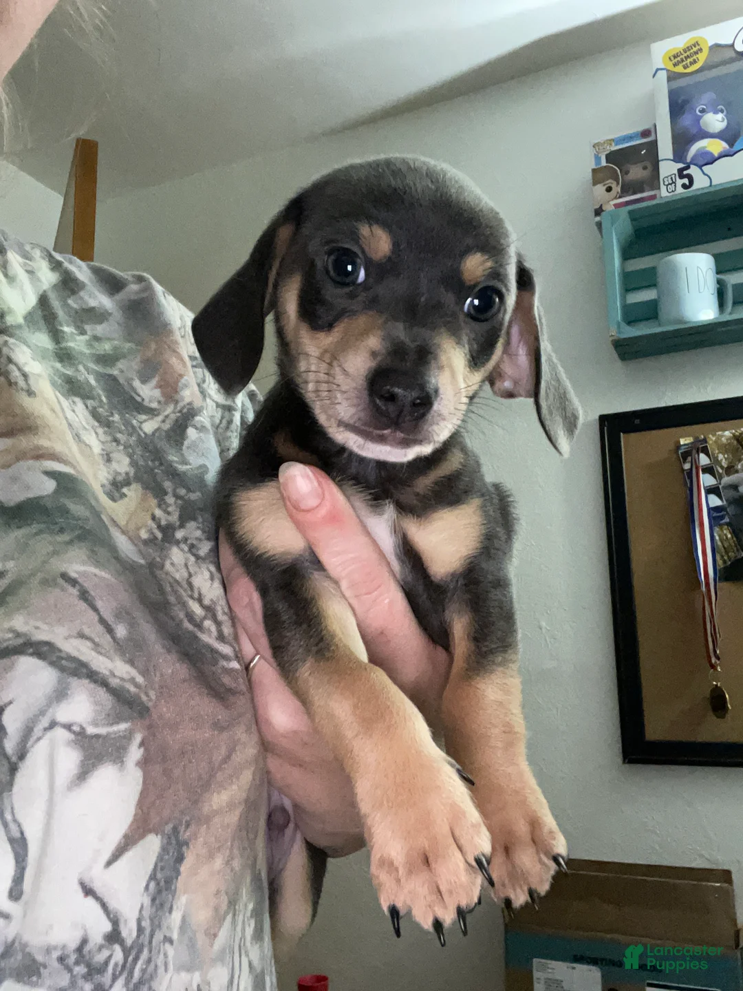 Chiweenie dogs for sale: Chiweenie Puppy 1 - Ad 2