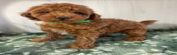 Miniature Poodle dogs for sale: Ollie - Ad 4
