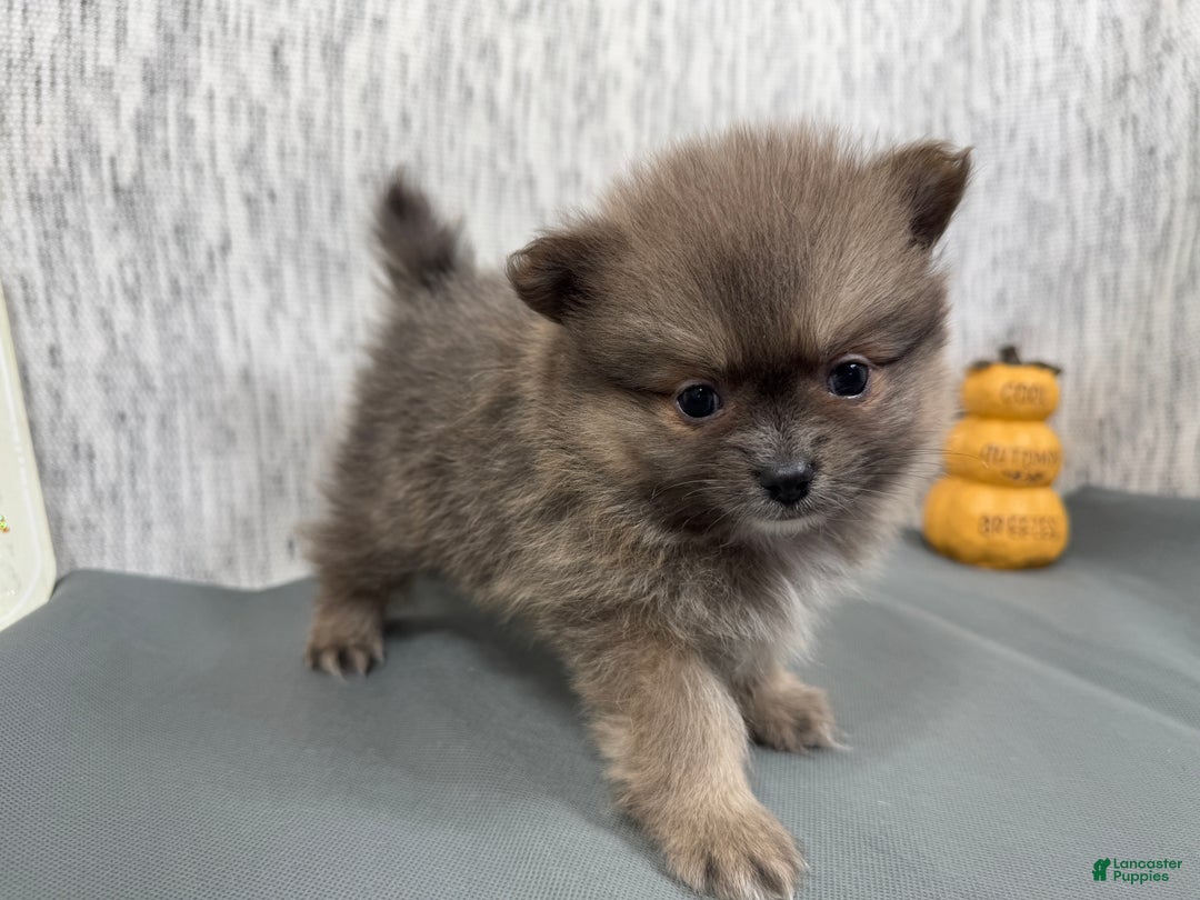 Pomeranian dogs for sale: Pomeranian Puppy 1 - Ad 6