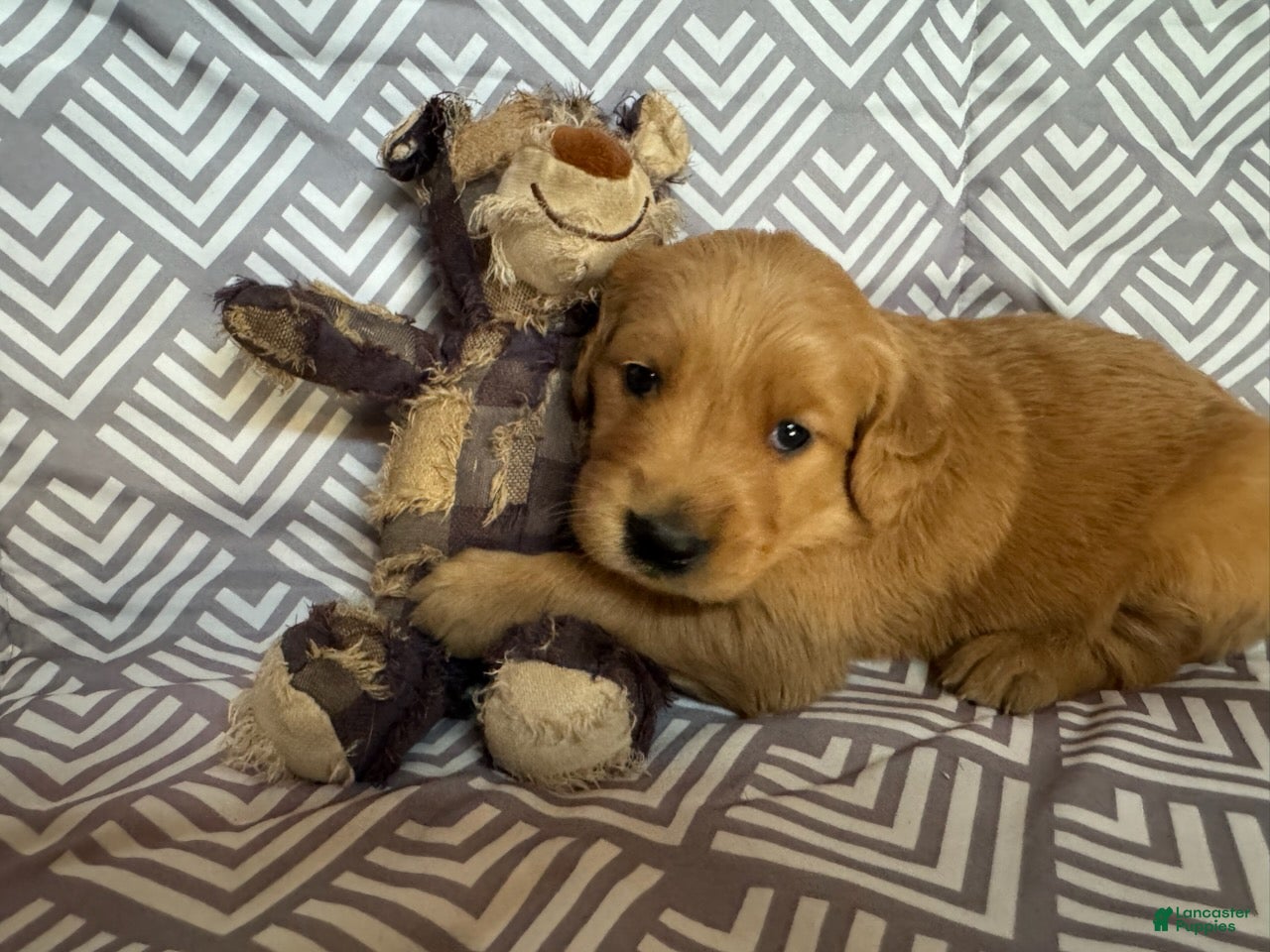Golden Retriever dogs Green - Ad 2