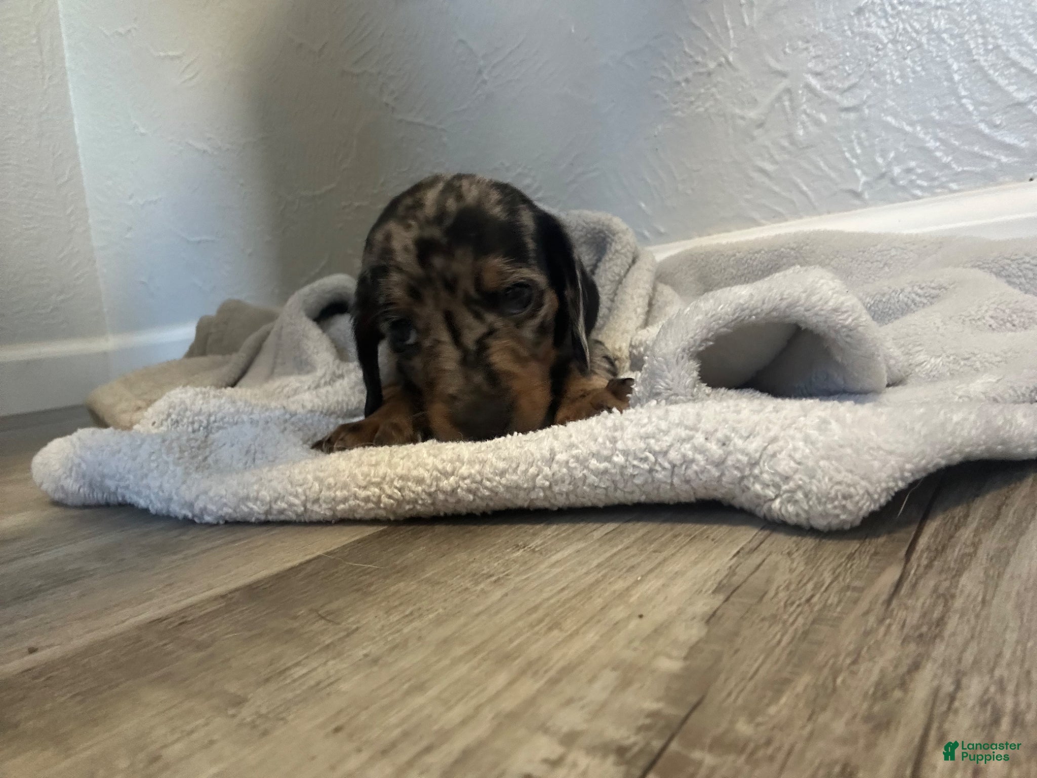 Miniature Dachshund dogs Maddie - Ad 2