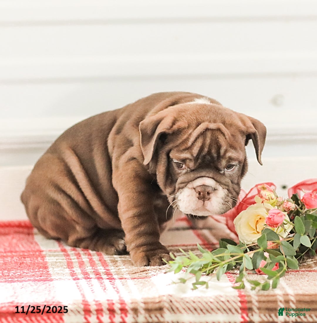 English Bulldog dogs for sale: Rhoda - Ad 12