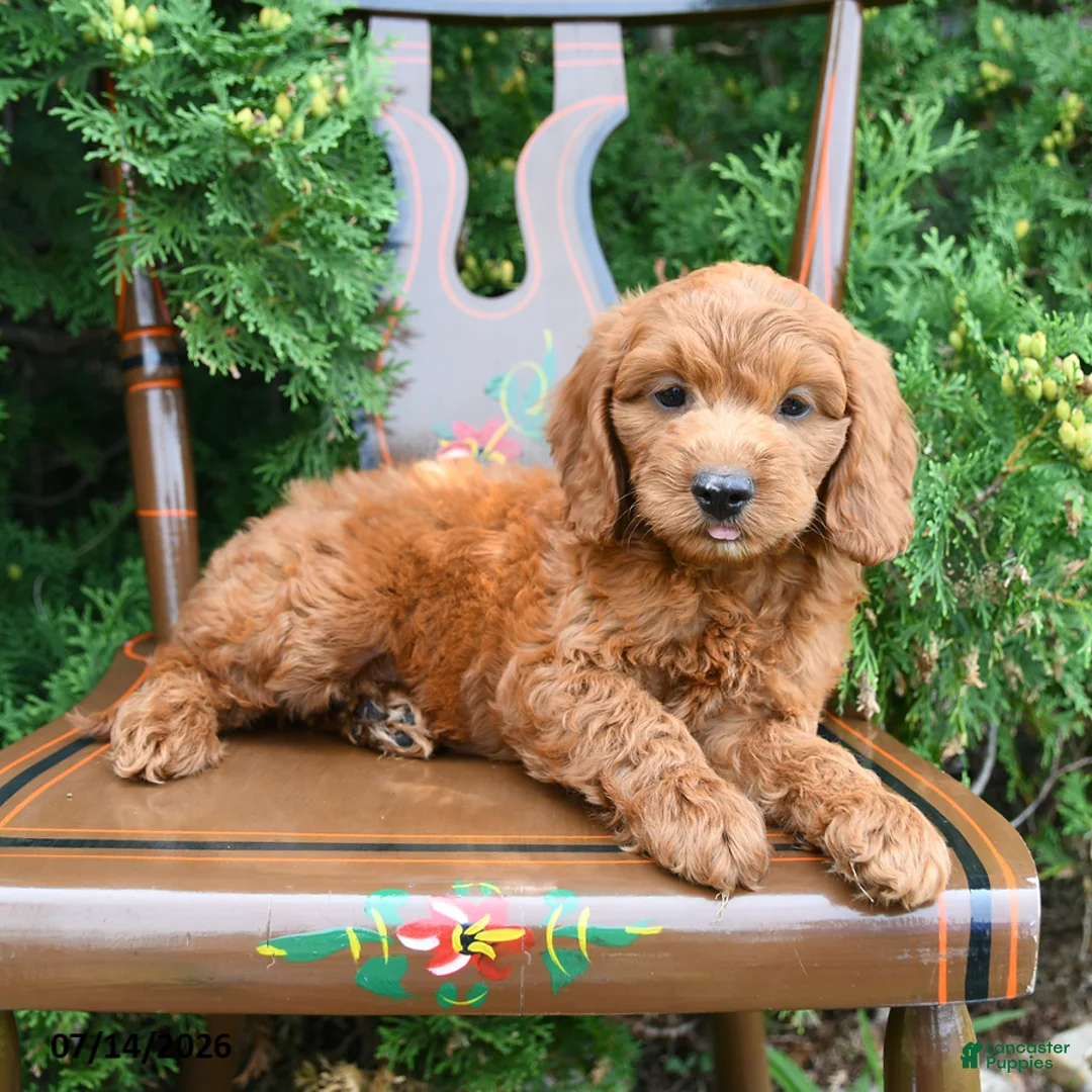 Cockapoo dogs for sale: Sully - Ad 2
