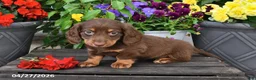 Dachshund dogs for sale: Summer - Ad 5