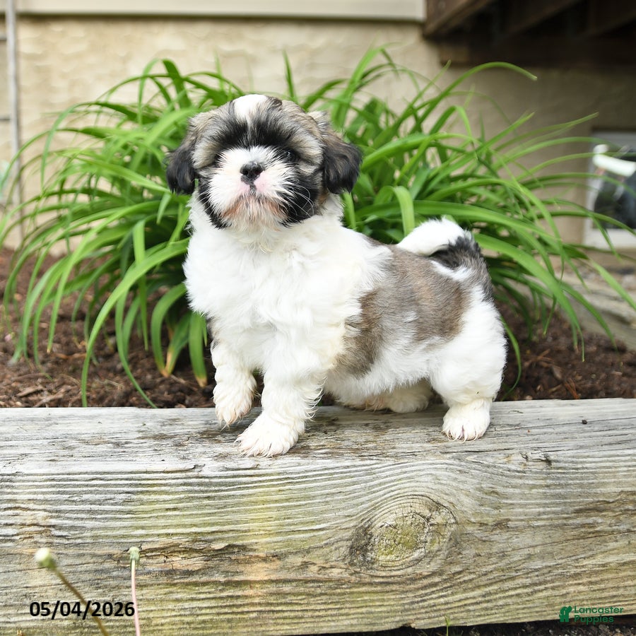 Shih Tzu dogs for sale: Hannah - Ad 1