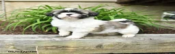 Shih Tzu dogs for sale: Hannah - Ad 1