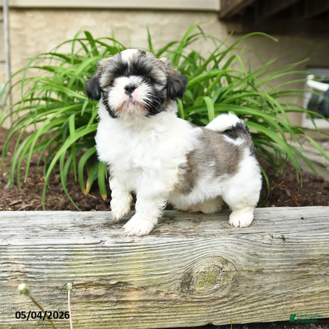 Shih Tzu dogs for sale: Hannah - Ad 1