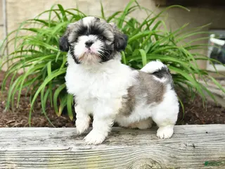 Shih Tzu dogs for sale: Hannah - Ad 1