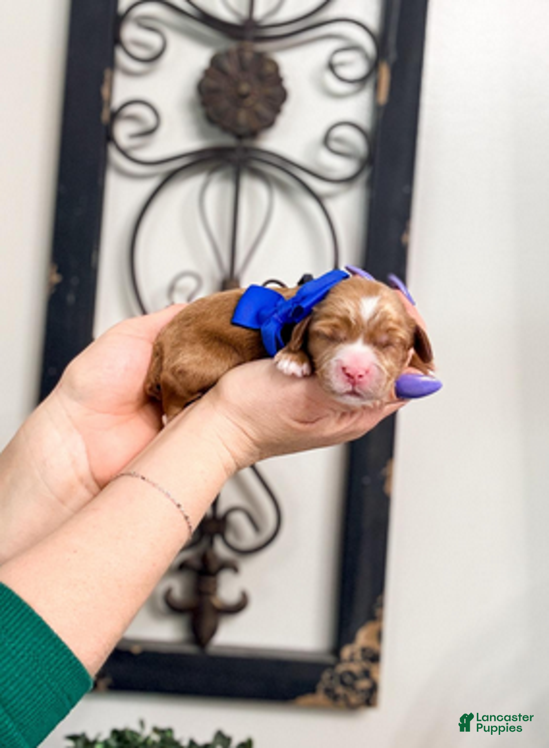 Mixed Breed dogs for sale: Dusk - Ad 1