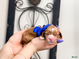 Mixed Breed dogs Dusk - Ad 30