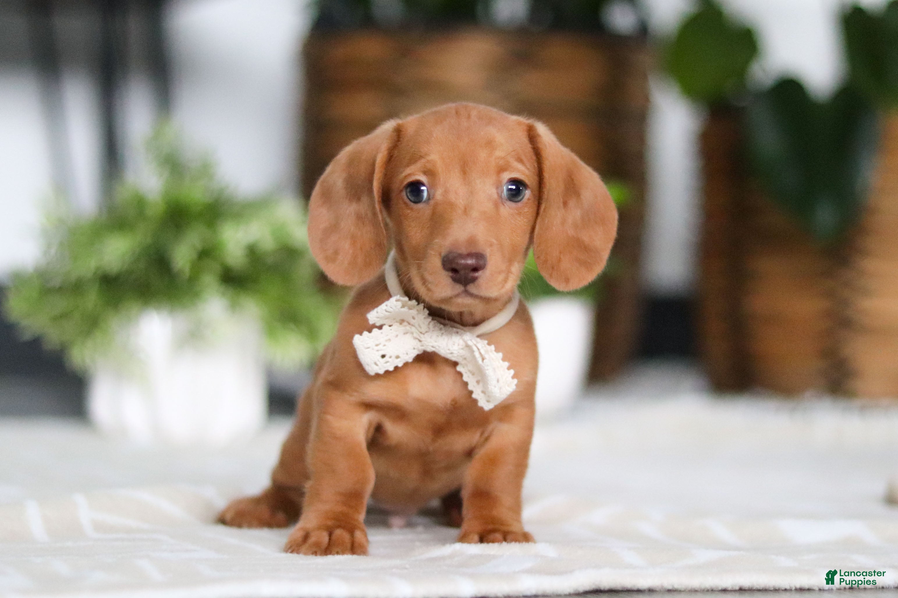 Dachshund dogs Wyatt - Ad 24
