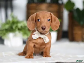 Dachshund dogs Wyatt - Ad 24