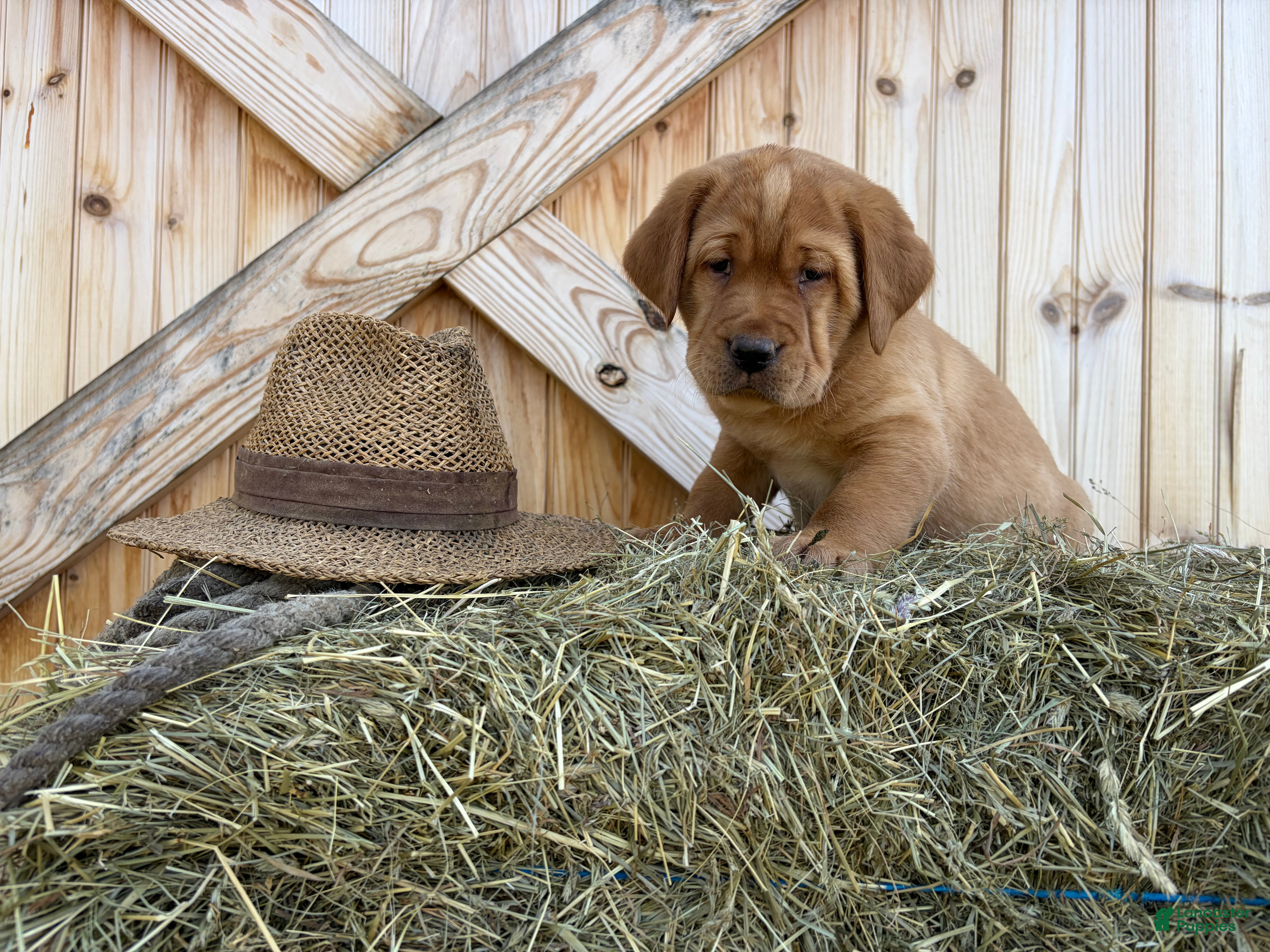 Labrador Retriever dogs Trooper - Ad 20