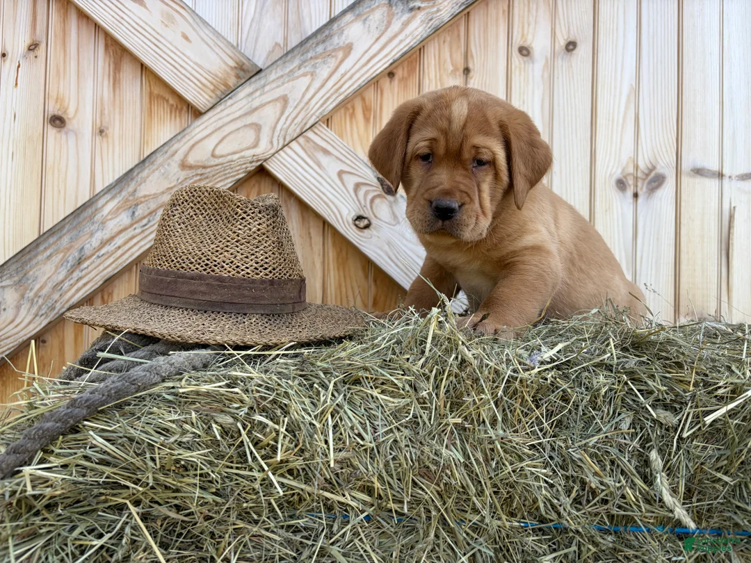 Labrador Retriever dogs for sale: Trooper - Ad 1