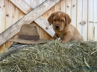 Labrador Retriever dogs Trooper - Ad 20