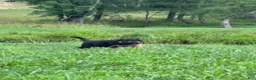 German Shepherd dogs for sale: Cordell - Ad 9