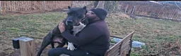 Presa Canario dogs for sale: Ms. Blue - Ad 15