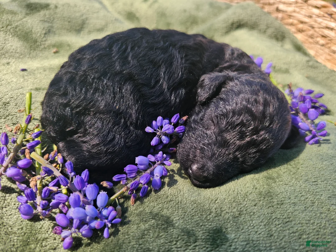 Mini Goldendoodle dogs for sale: Onyx - Ad 6