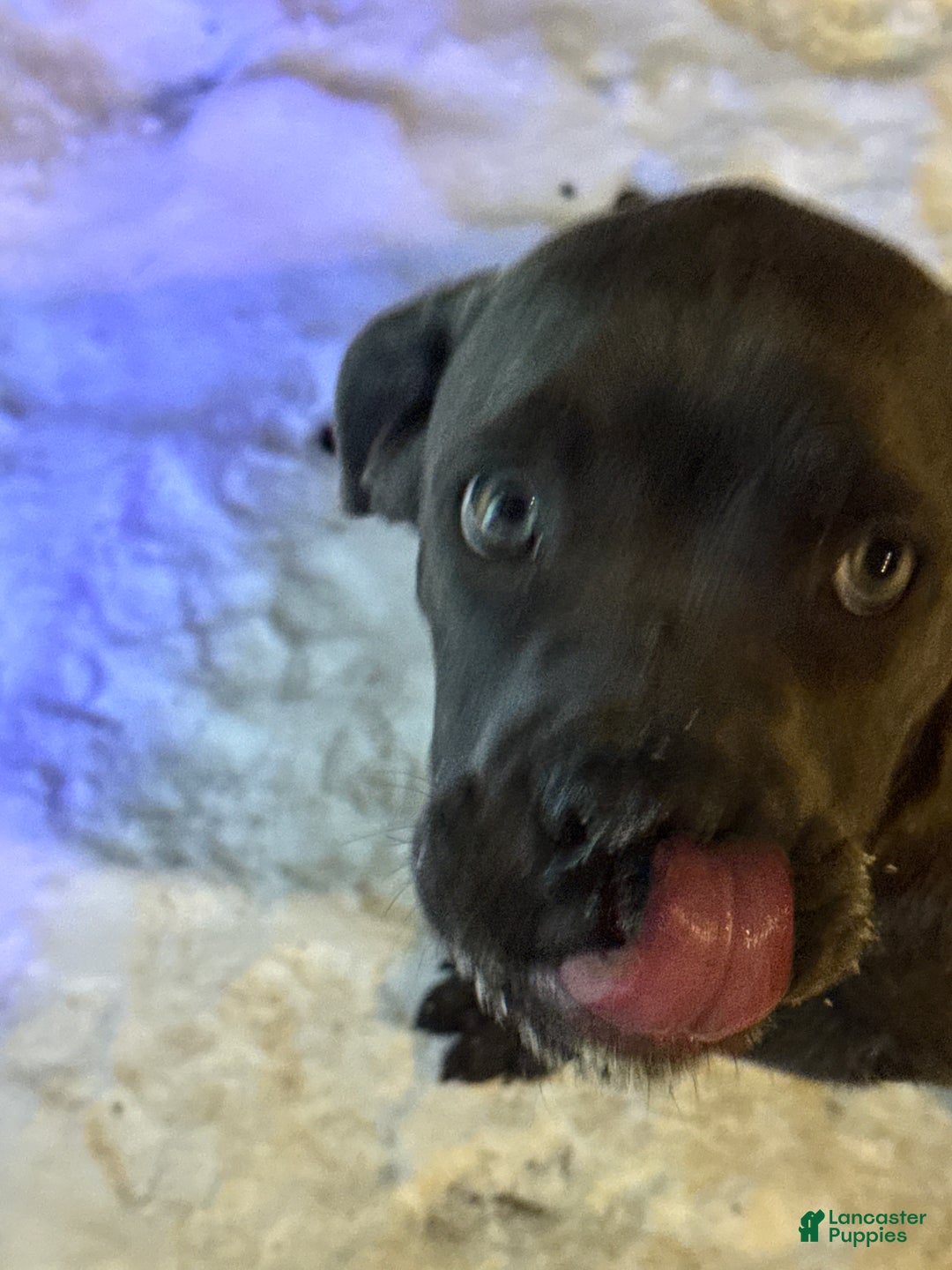 Cane Corso dogs for sale: Cane Corso Puppy 1 - Ad 3