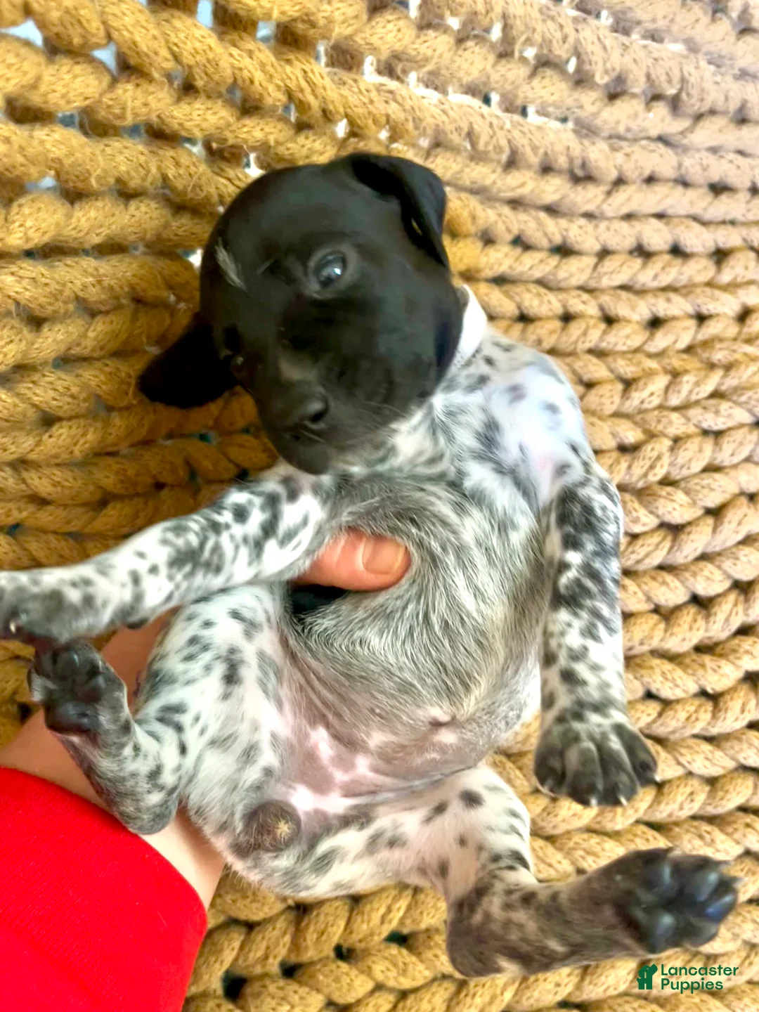 German Shorthaired Pointer dogs for sale: German Shorthaired Pointer Puppy 8 - Ad 1