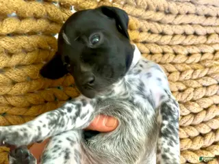 German Shorthaired Pointer dogs German Shorthaired Pointer Puppy 8 - Ad 30