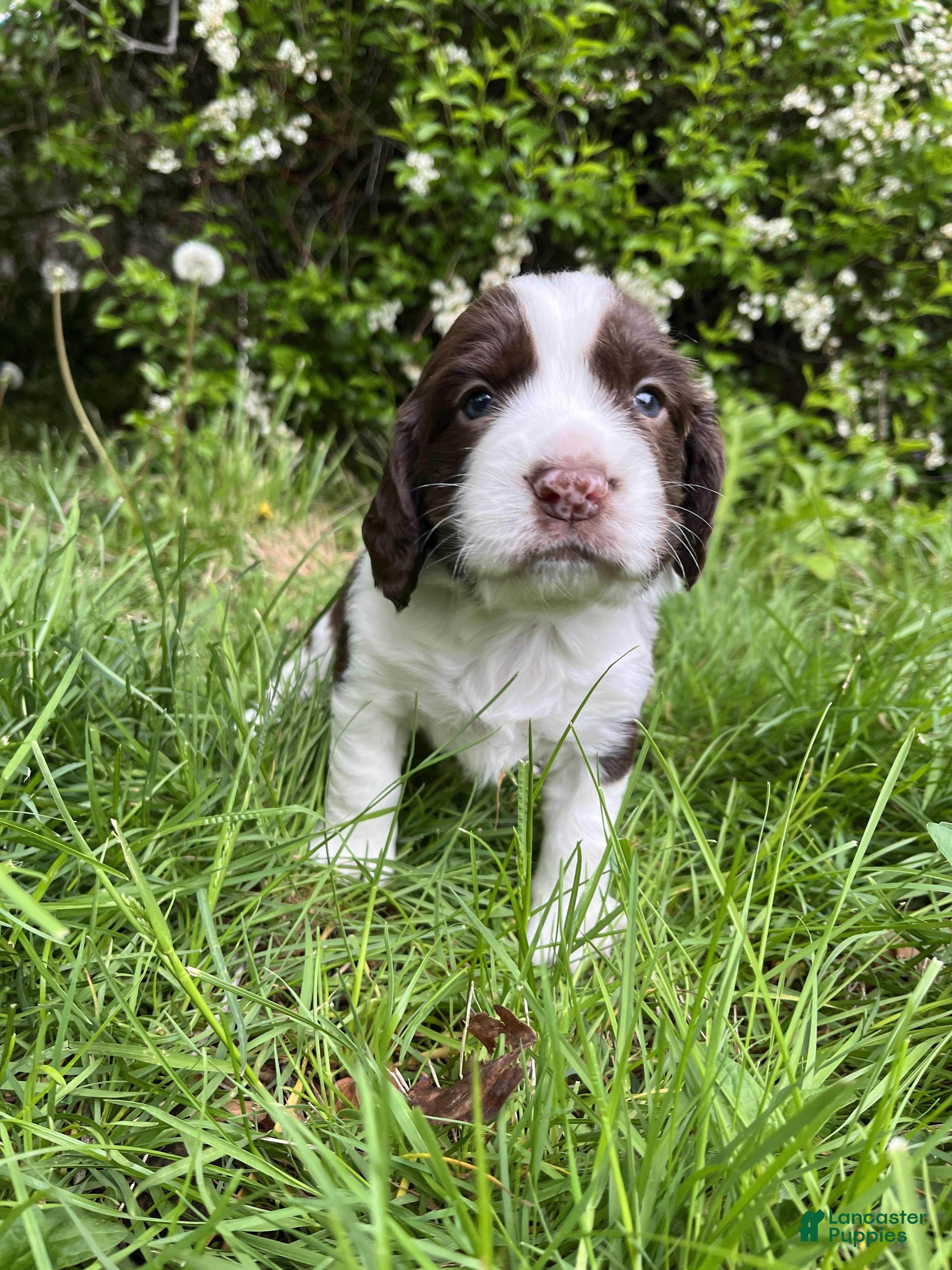 English Springer Spaniel dogs Raisin - Ad 41