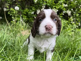 English Springer Spaniel dogs Raisin - Ad 41