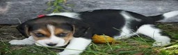 Beagle dogs for sale: Ranger - Ad 8