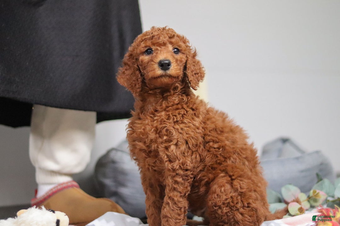 Standard Poodle dogs for sale: Maverick AKC - Ad 5