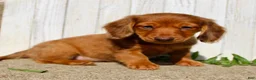 Miniature Dachshund dogs for sale: Avery - Ad 2