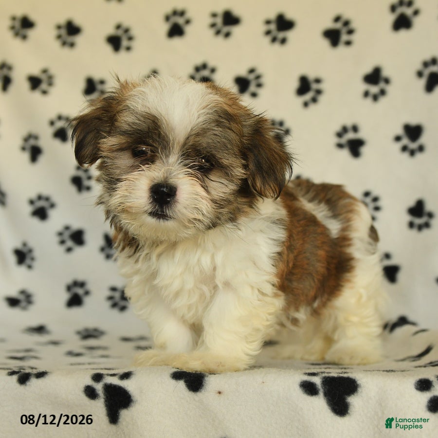 Shorkie dogs Ivanhoe - Ad 2