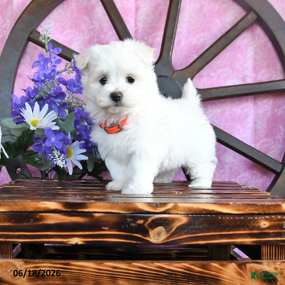 Maltese dogs for sale: Opal - Ad 1