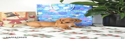 Miniature Dachshund dogs for sale: Ranger - Ad 5