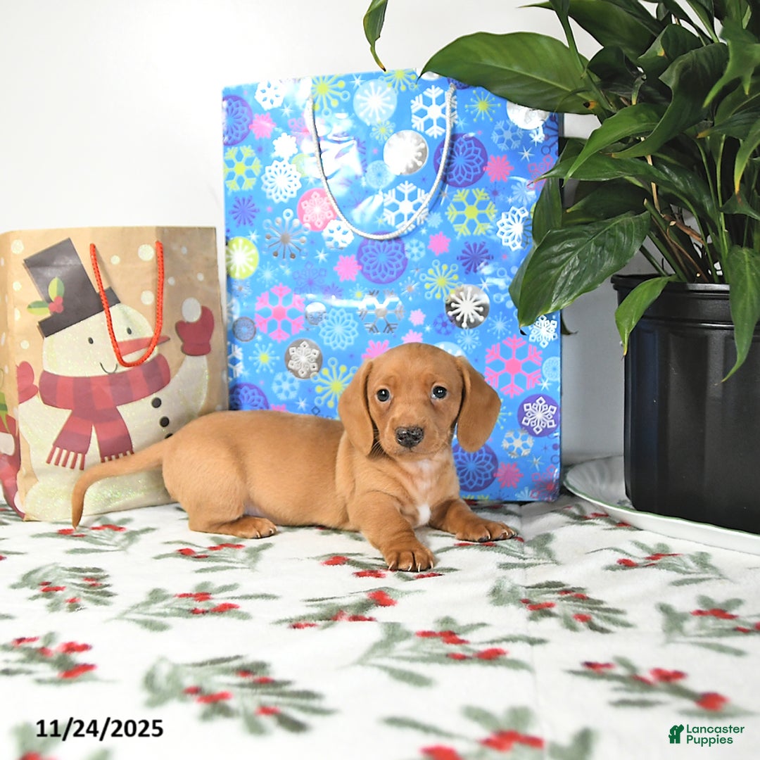 Miniature Dachshund dogs for sale: Ranger - Ad 5