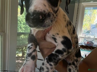 Great Dane dogs - Ad 16