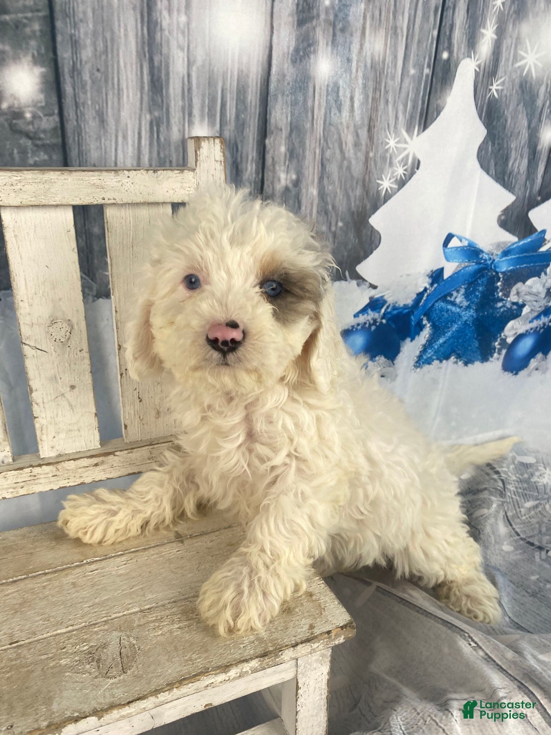 Cavapoo dogs for sale: Starry - Ad 7