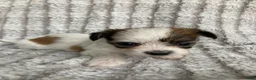 Mixed Breed dogs for sale: Theo - Ad 4